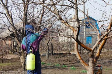 Цілком дієвим виявляється в багатьох випадках обробка плодових дерев ранньою весною біопрепаратами, в основі яких лежать живі організми.