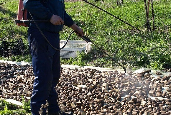 Завдяки швидкому виведенню Актара підходить для обробки ранніх сортів картоплі.