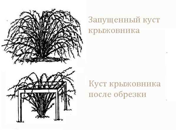 Щоб рослина змогло успішно перезимувати і навесні порадувати вас своїм урожаєм, необхідно спонукати коневую систему до посиленого росту