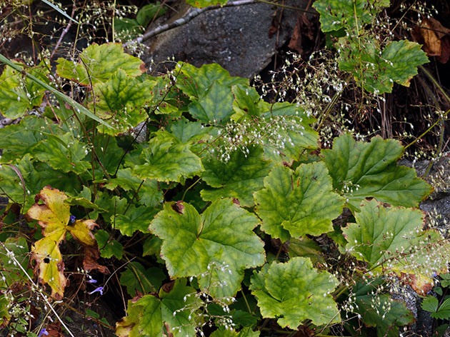 Гейхера волосиста / Heuchera villosa