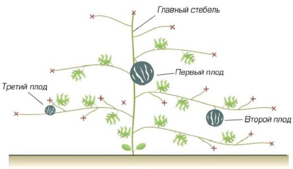 Схема формування кавуна