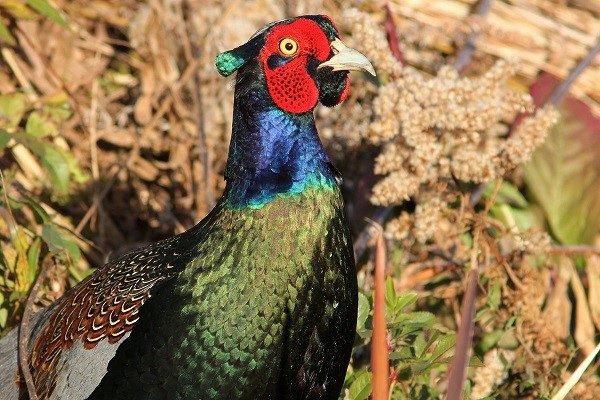 Зелений фазан отримав свою назву за забарвлення, що включає всі існуючі відтінки зеленого