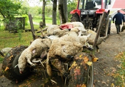 Смертність від сибірської виразки вкрай висока