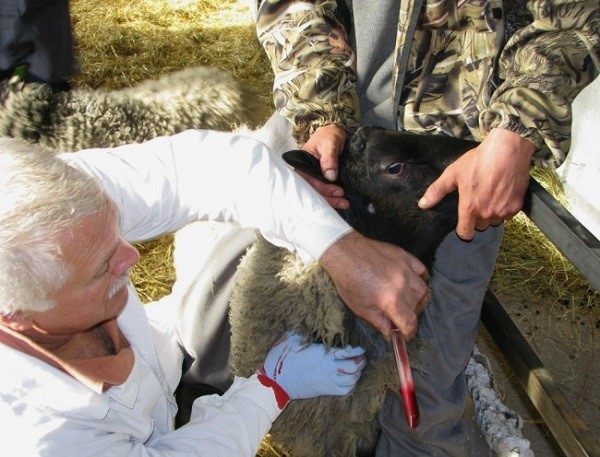 Вилікувати сибірську виразку ефективно може тільки ветеринарний лікар