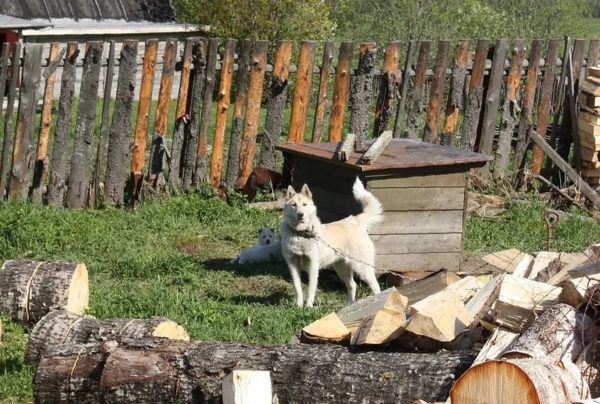 Для профілактики ехінококтоза собак не пускають на вигульних територію овець