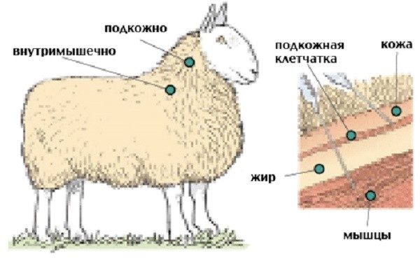 Як вівці правильно вводити ін'єкції