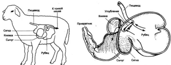 Травна система овець і розташування сичуга