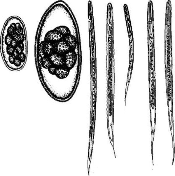 збудник стронгилоидоза