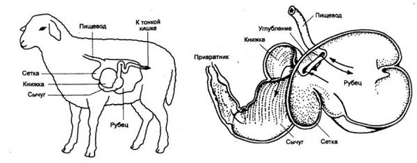 Травна система кози