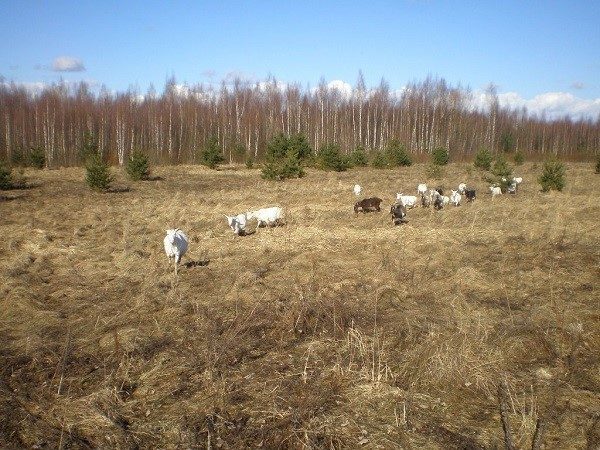 Випас кіз в вітряну погоду може призвести до виникнення пневмонії