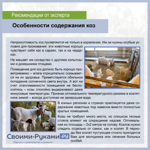 Особливості змісту кіз в домашніх умовах