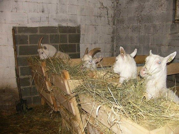 Обов'язково обробляйте стійла свежегашеной вапном