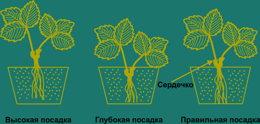 Схема висадки суниці