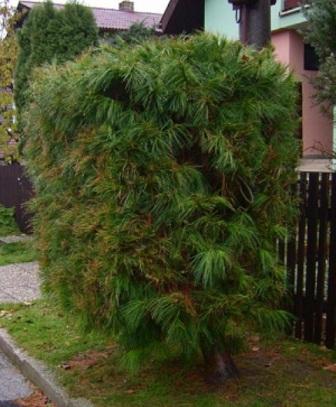 живопліт з сосен фото, Рекомендації по закладці огорожі з хвої