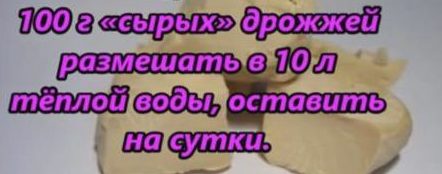 Існує дуже багато видів добрив, проте дріжджі найбільше надають