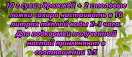 Для того щоб підгодовування дала хороший результат, необхідно правильно приготувати розчин