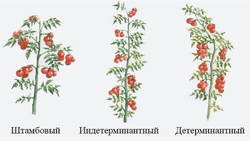 Детермінантний сорт помідорів як відрізнити від штамбового і індетермінантного видів