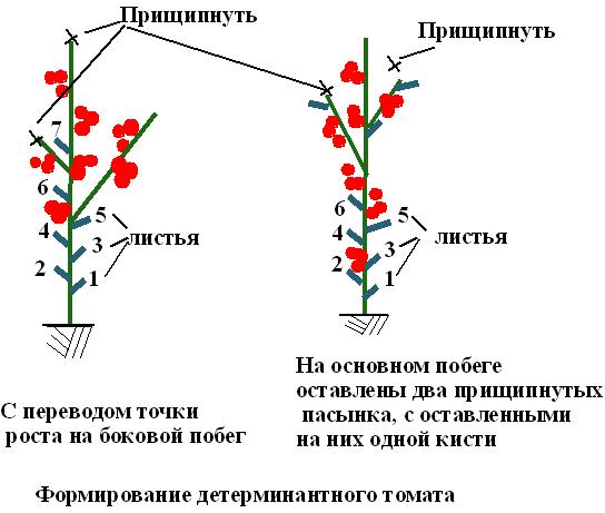 Як правильно надати форму детермінантності томату