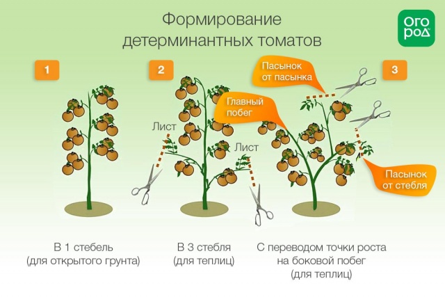 Схема формування куща детермінантного сорту помідор