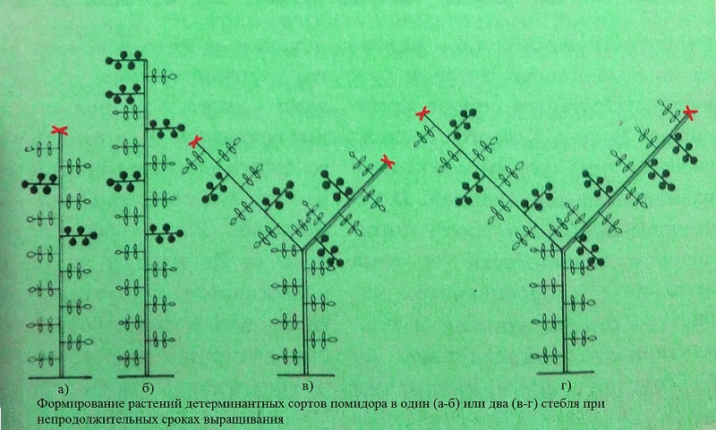 Формування детермінантних сортів помідор при нетривалих термінах вирощування