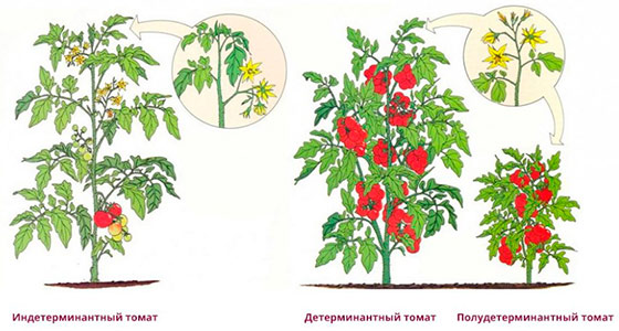 Що таке детермінантний сорт помідорів