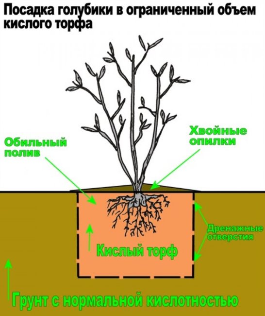 Посадка лохини восени - як закислити грунт