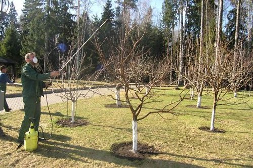 Але давайте розберемося в тому, чим обробляти яблуні навесні від шкідників і хвороб.