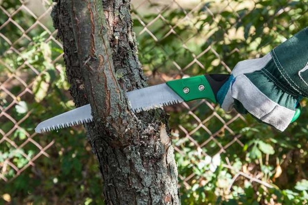 Перш за все, що росте на дачній ділянці яблуню необхідно позбавити від заражених гілок і ділянок кори.