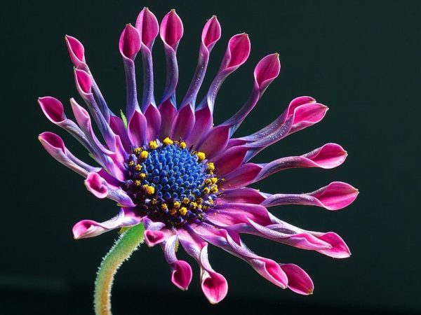 Гібридний сорт Osteospermum Pink Whirls