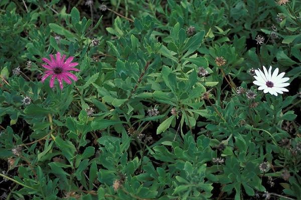 Остеоспермум чагарниковий (Osteospermum fruticosum)