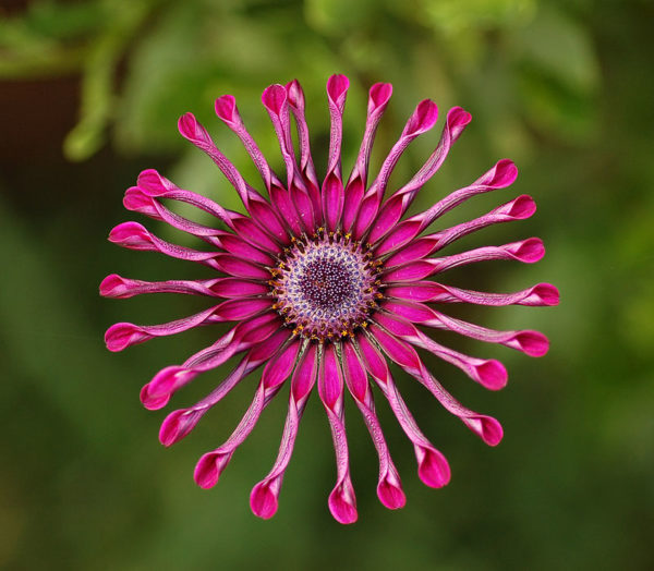 Гібридний сорт Flower Power Spider Purple