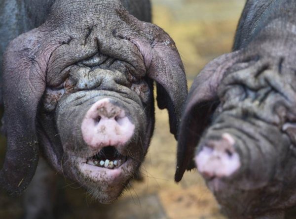 Не тільки показники продуктивності, але і незвичайний зовнішній вигляд свиней приваблюють багатьох фермерів