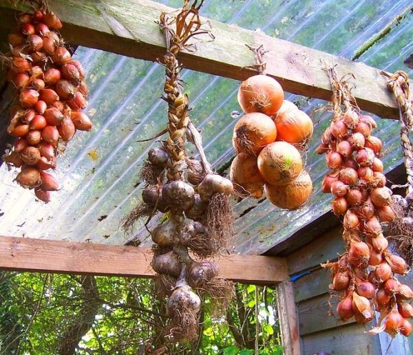 Зберігання цибулі, вирощеного своїми руками