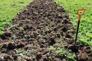 Як вивести з ділянки портулак городній