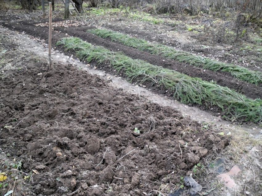 Посадка овочів під зиму