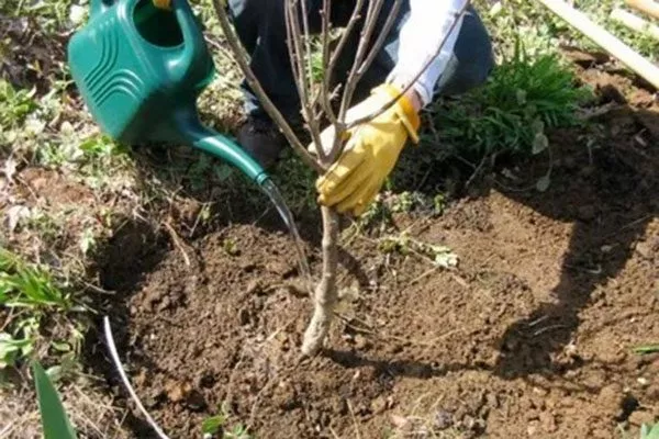 Груша Ароматна: опис сорту з фото, відгуки садівників