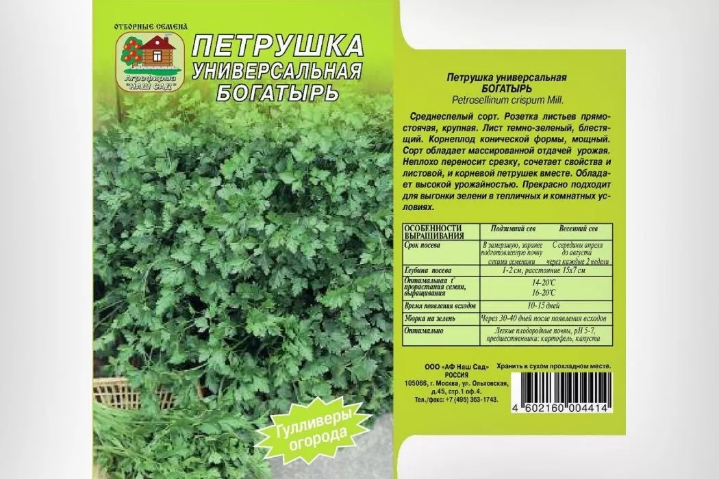 Петрушка Богатир, опис сорту, фото, правила посіву та вирощування, відгуки