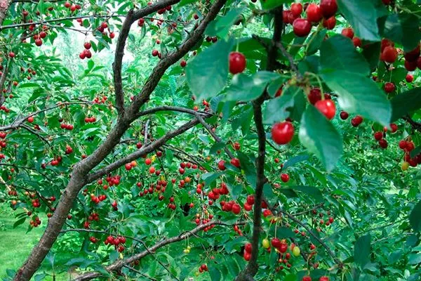 Пишня Апухтинська: опис сорту, фото, відгуки