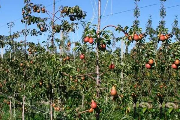 Груша Десертна: опис сорту, фото, відгуки садівників