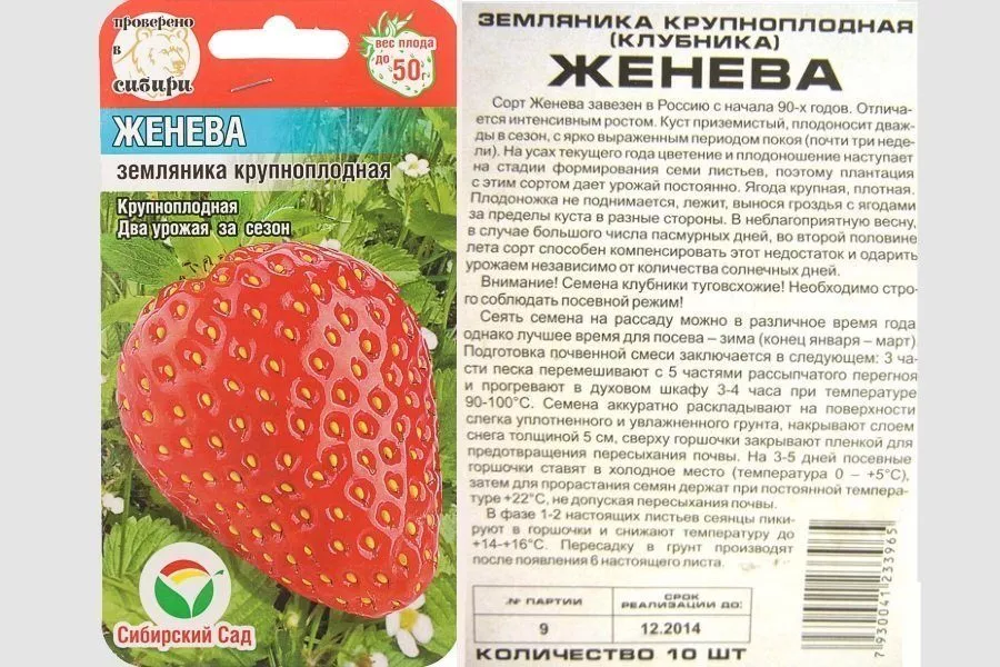 Як виростити полуницю з насіння: інструкція, вибір сорту, строки посіву, ґрунт, полив і підживлення