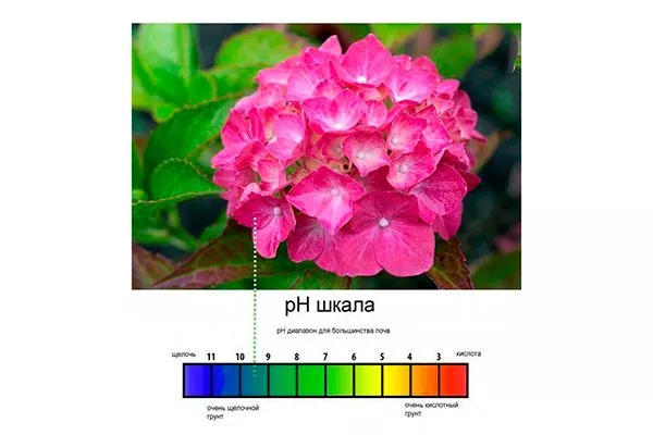 Як змусити гортензію змінити колір: на рожевий, блакитний, фіолетовий
