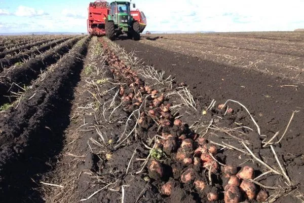 Картопля Кураж: характеристика, правила вирощування, плюси і мінуси сорту