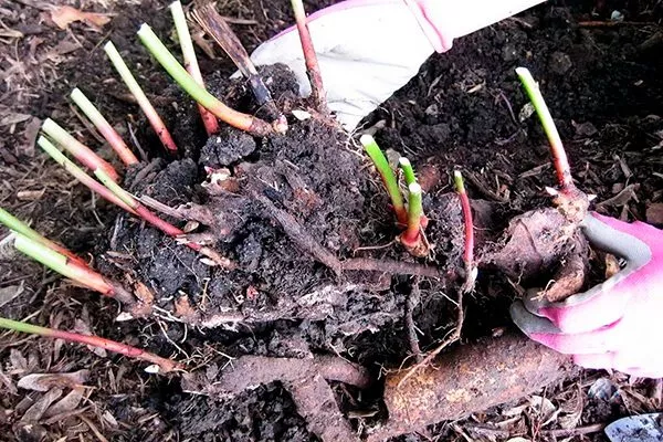 Коли і як правильно пересаджувати півонії: опис, фото