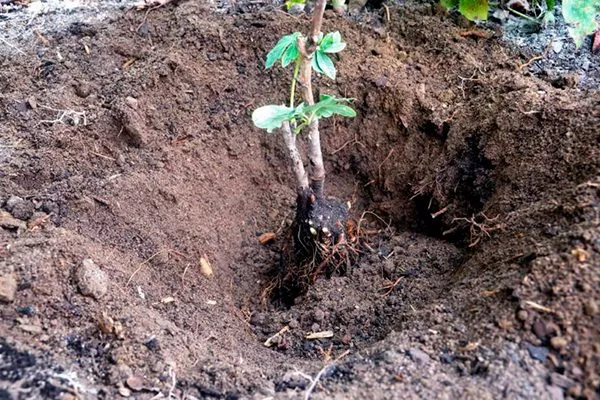 Півонія Олд Фейтфул: опис сорту з фото, відгуки