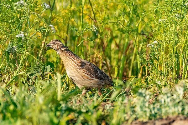 Скільки живуть перепілки: дикі особини, домашні птахи різних підвидів