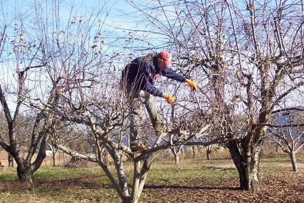 Стара яблуня: як продовжити життя дерева і відновити плодоношення?