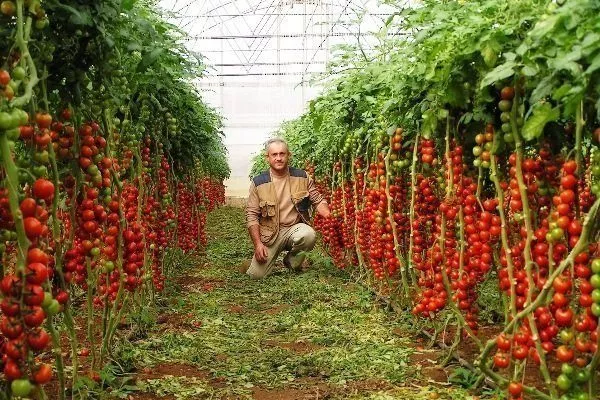 Томат Рапунцель: опис сорту, фото, посадка і вирощування, відгуки