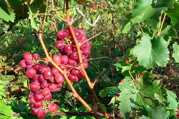 Виноград Альошенькин: опис сорту, історія походження, фото, відгуки