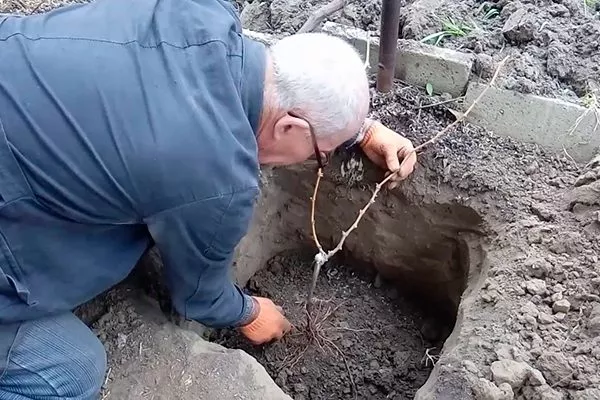 Виноград Альошенькин: опис сорту, історія походження, фото, відгуки